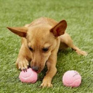 Hyper Pet Pink Dog Tennis Ball – Durable Fetch Toy – Good Condition